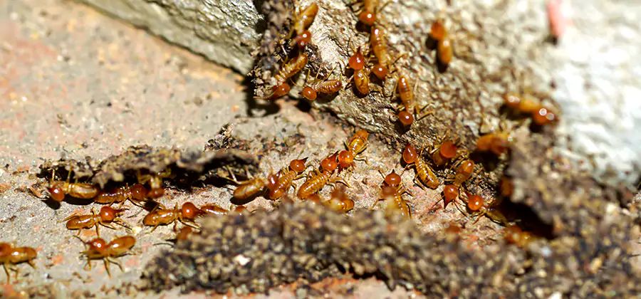 Wood Treatment and Localized Termite Solutions in Boise