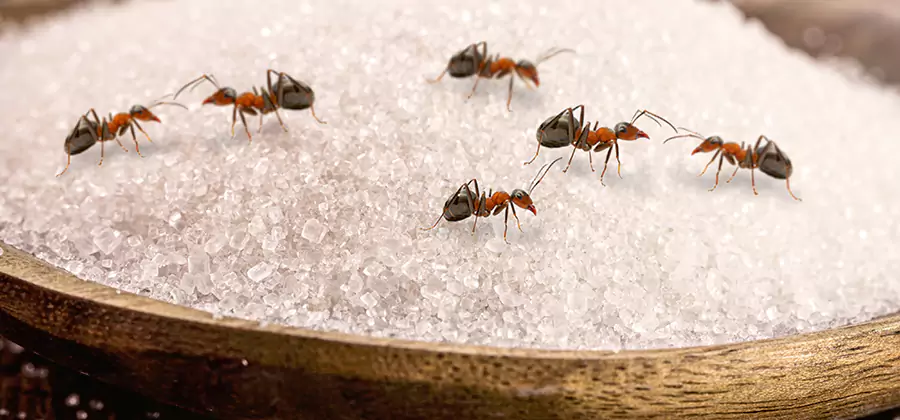 Indoor Sugar Ant Treatment in Boise
