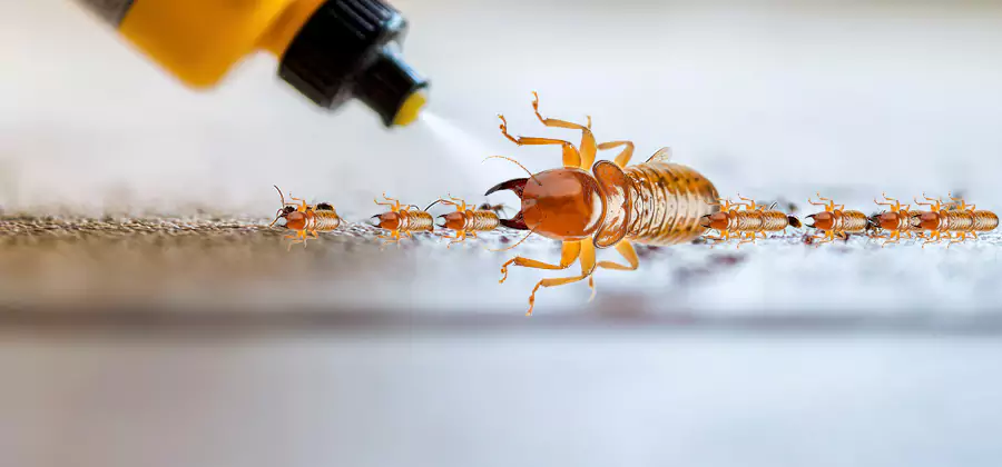 Foundation Termite Spraying Control in Boise