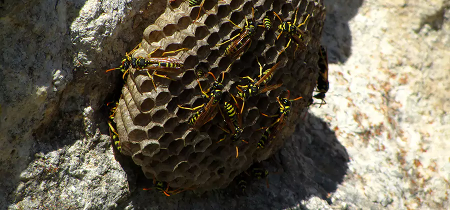 Wasp Nest in Tree Removal Boise