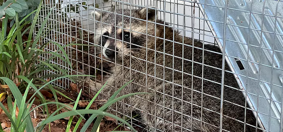 Wildlife Relocation Services in Boise