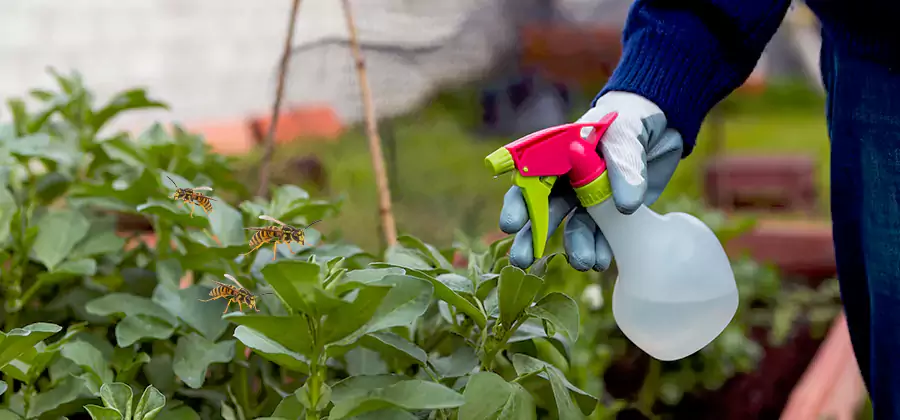 Yellow Jacket Pest Removal for Commercial Properties in Boise