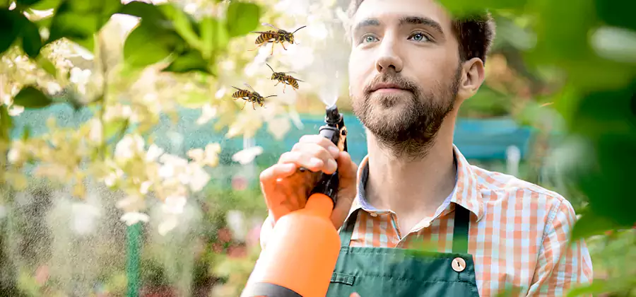 Yellow Jacket Wasp Removal in Boise