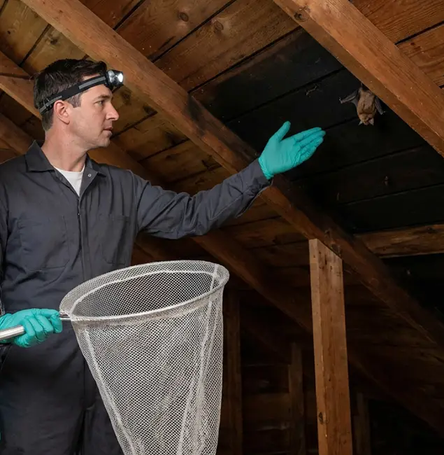 Why Boise Pest Control Services Is the Right Choice in Boise, ID?