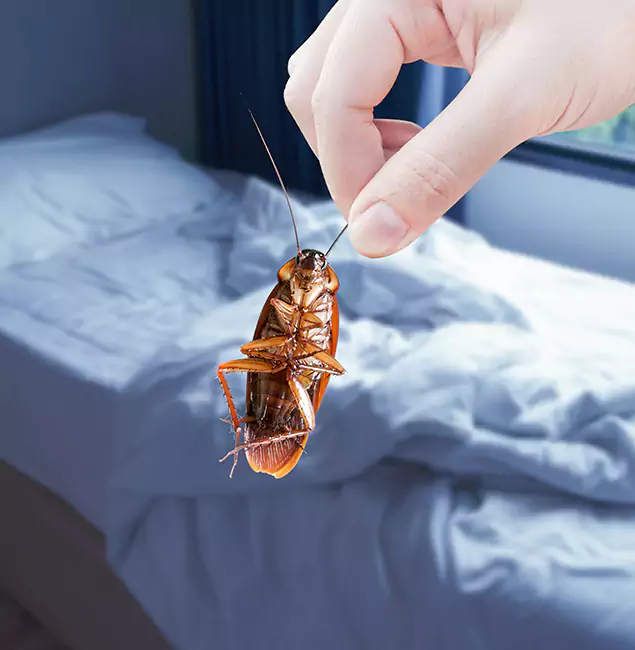 Why Choose Boise Pest Control Services for Bed Bug Extermination in Boise, ID?