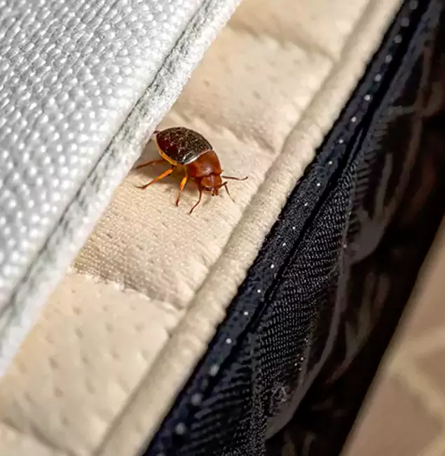 Why Choose Boise Pest Control Services for Bed Bug Treatment at Home in Boise, ID?