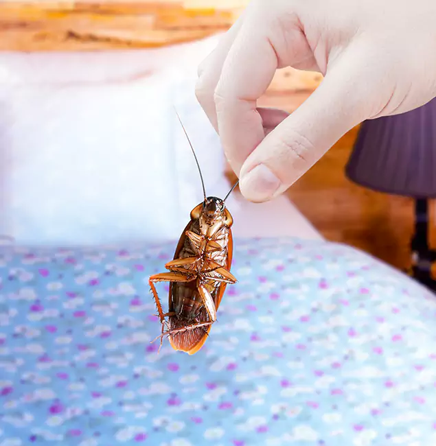 Why Choose Boise Pest Control Services for Bed Bug Treatment in Boise, ID?