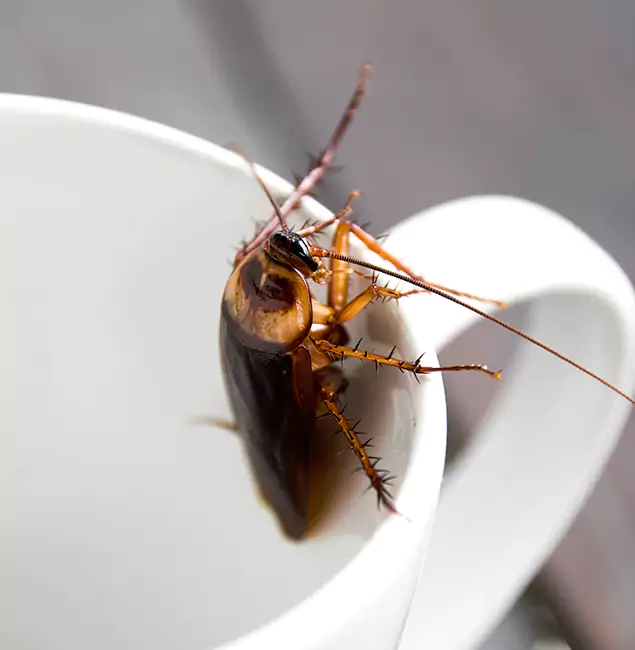 Why Boise, ID Residents Trust Boise Pest Control Services for Cockroach Fumigation?