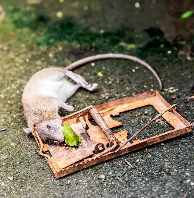 Why Boise, ID Homeowners Trust Boise Pest Control Services for Rodent Removal?