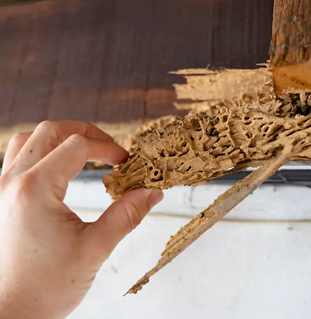 Why Choose Boise Pest Control Services in Boise, ID?