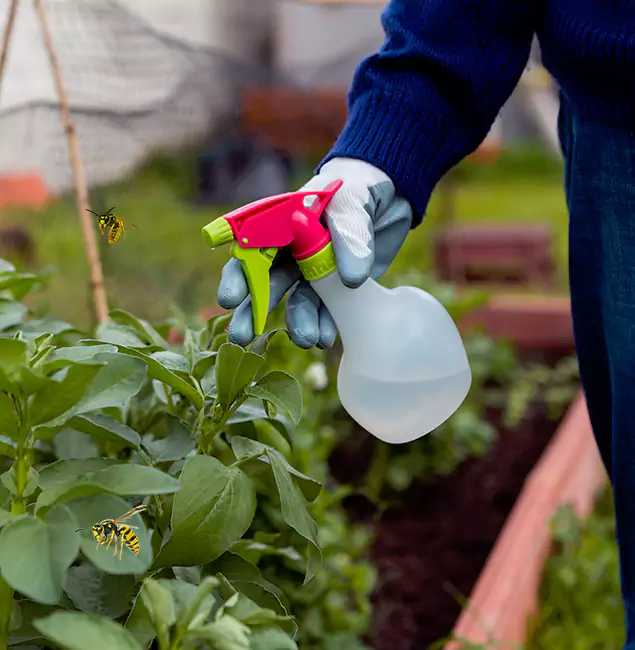 Why Boise Homeowners Choose Boise Pest Control Services for Honey Bee Removal?