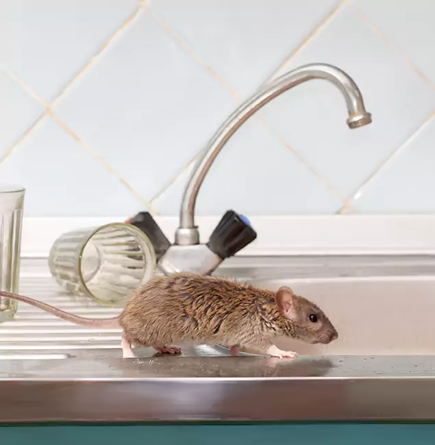 Why Boise, ID Trusts Boise Pest Control Services for Humane Rodent Control?
