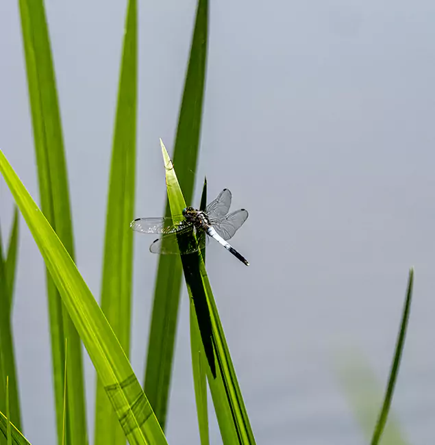 Why Boise Families Trust Boise Pest Control Services for Mosquito Prevention?