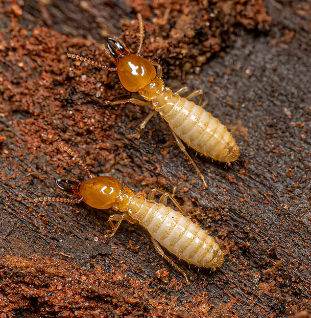Why Choose Boise Pest Control Services for Termite Treatment Without Tenting in Boise, ID?