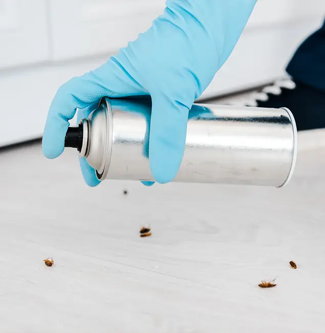 Why Choose Boise Pest Control Services for Safe Bed Bug Treatment in Boise, ID?