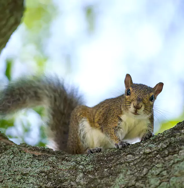 Why Boise, ID Relies on Boise Pest Control Services for Squirrel Pest Control?
