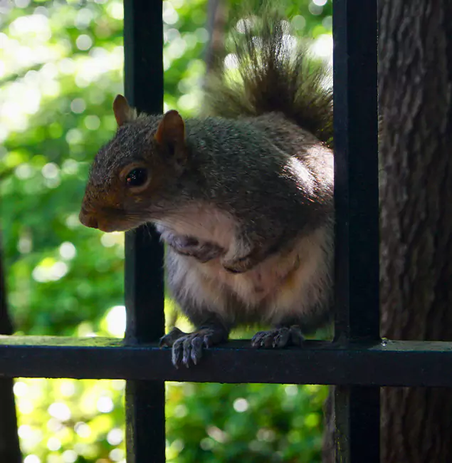 Why Boise, ID Chooses Boise Pest Control Services for Squirrel Removal?