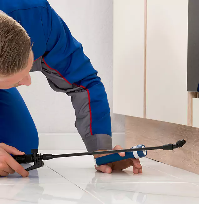 Why Boise Residents Choose Boise Pest Control Services to Get Rid of Sugar Ants?