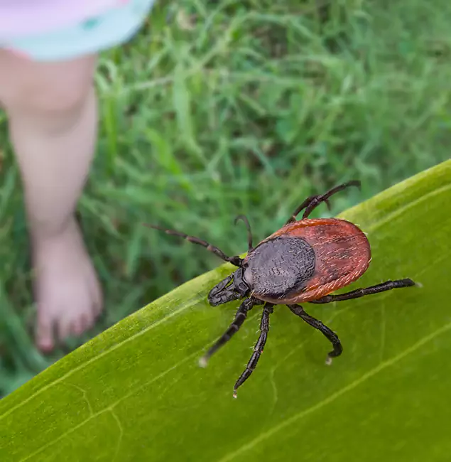 Why Boise Homeowners Choose Boise Pest Control Services for Tick Extermination?