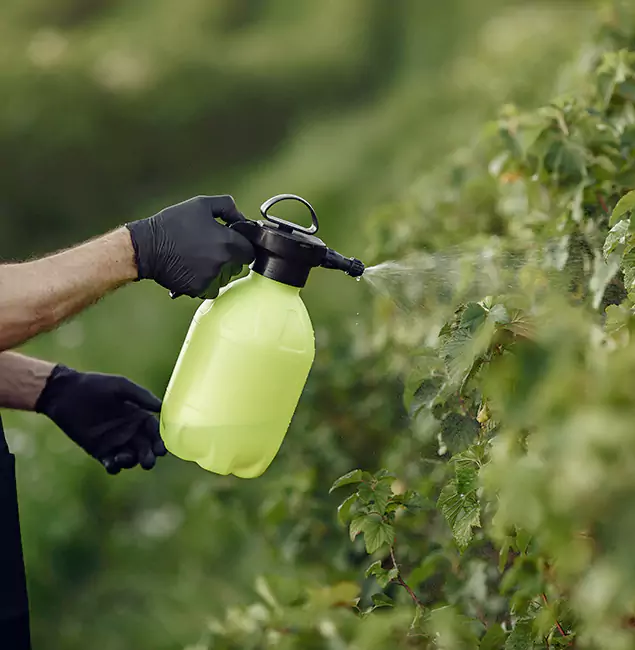 Why Boise Homeowners Choose Boise Pest Control Services for Yard Tick Treatment?