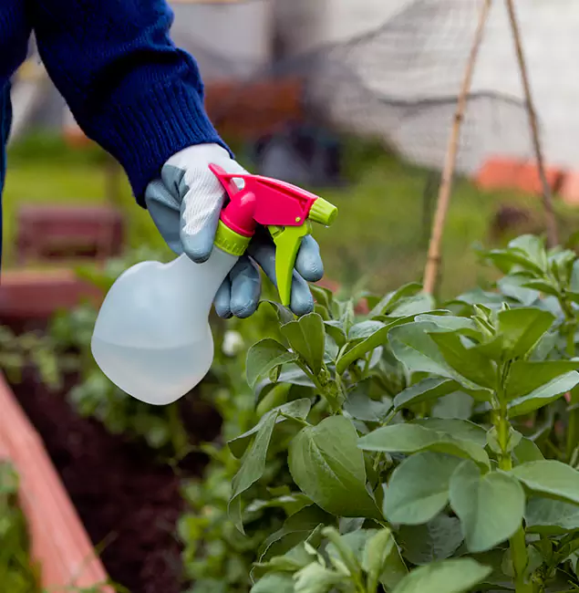 Why Boise Relies on Boise Pest Control Services for Wasp Control Services?