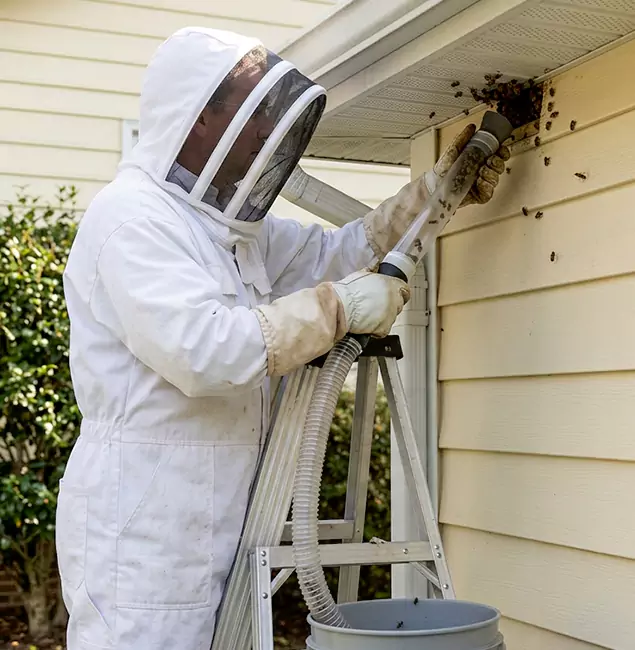 Why Boise Trusts Boise Pest Control Services for Wasp Control?