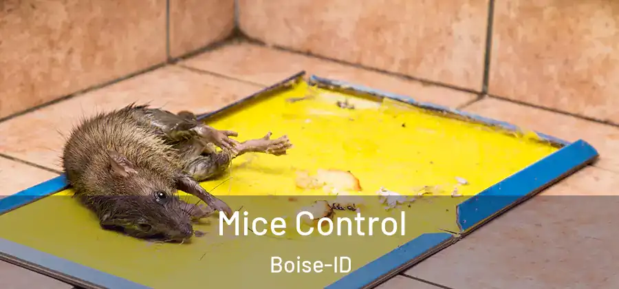  Mice Control Boise-ID