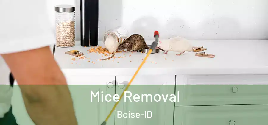  Mice Removal Boise-ID