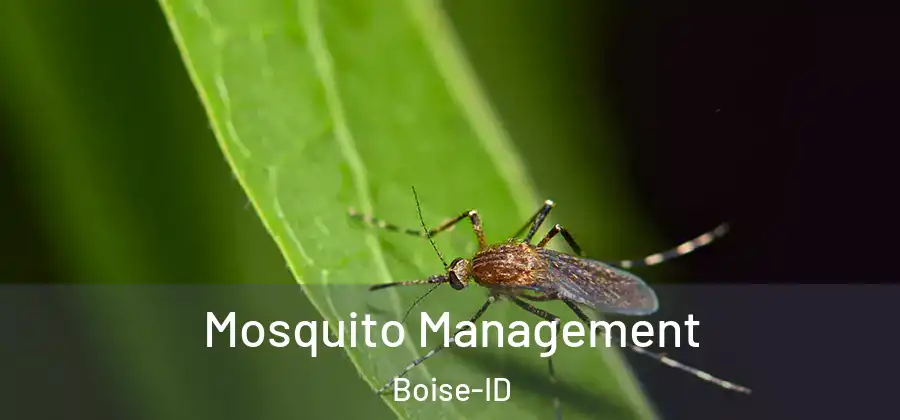  Mosquito Management Boise-ID