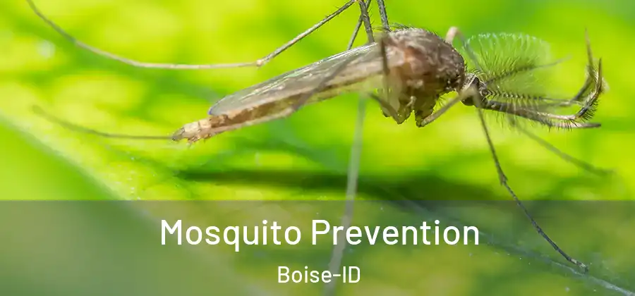  Mosquito Prevention Boise-ID