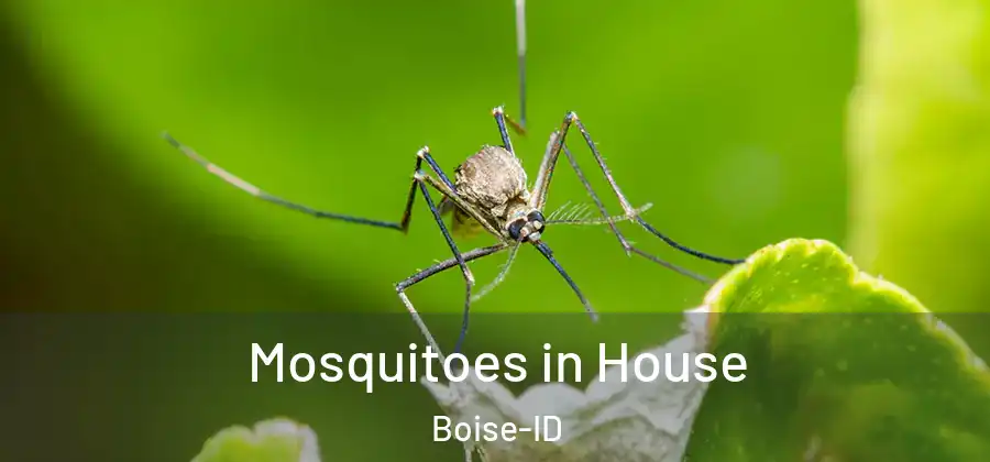  Mosquitoes in House Boise-ID