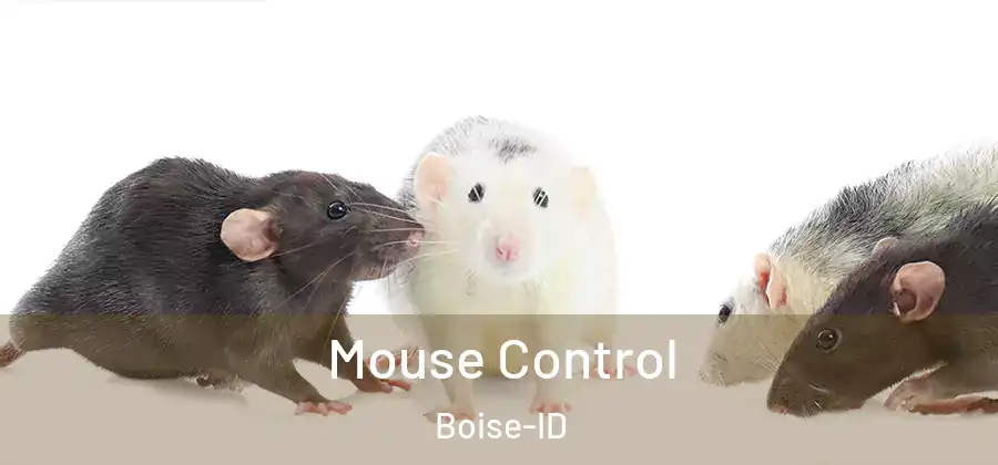  Mouse Control Boise-ID