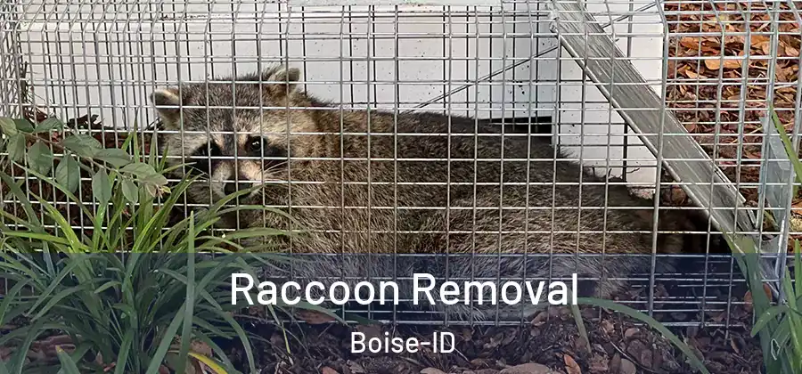  Raccoon Removal Boise-ID
