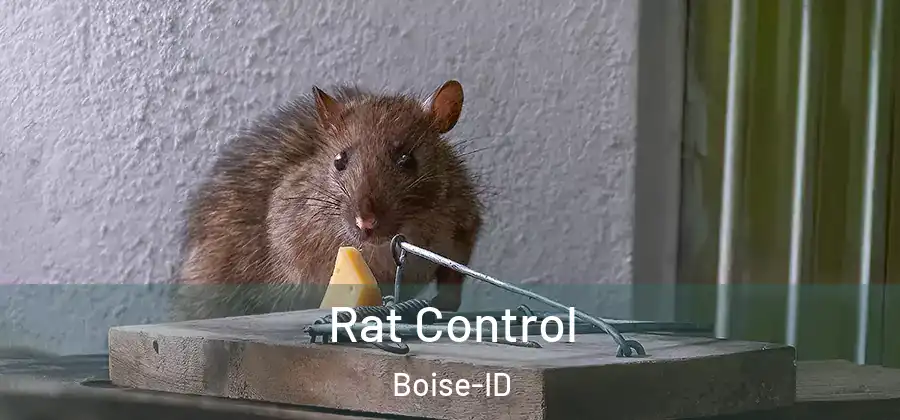  Rat Control Boise-ID