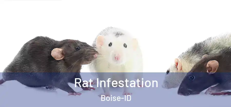  Rat Infestation Boise-ID