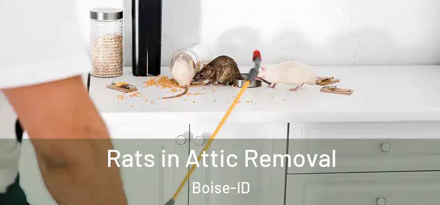  Rats in Attic Removal Boise-ID