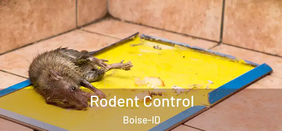  Rodent Control Boise-ID