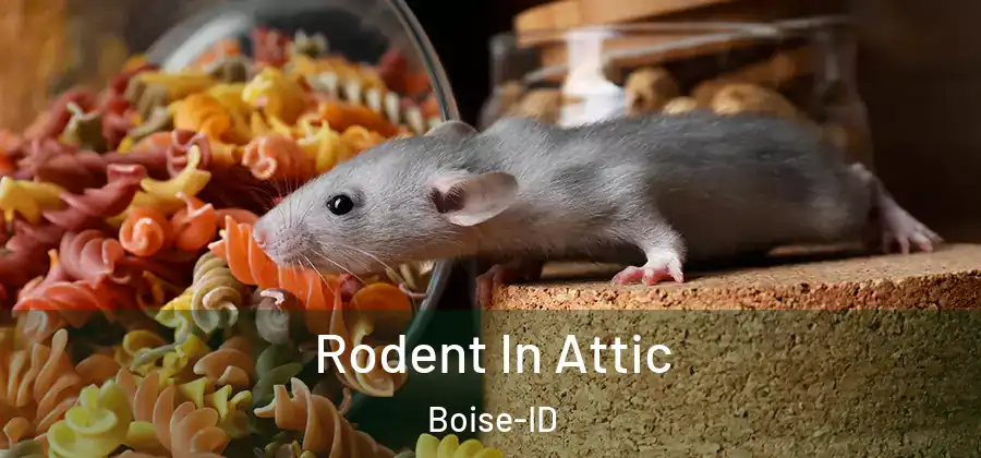  Rodent In Attic Boise-ID
