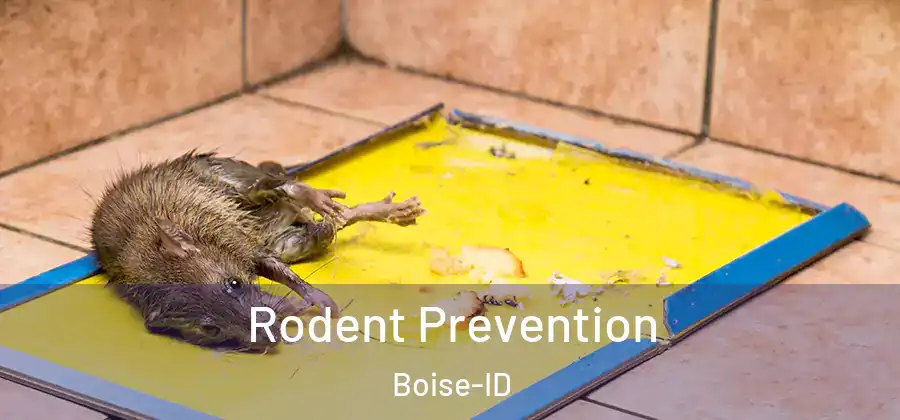  Rodent Prevention Boise-ID