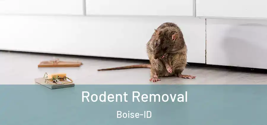  Rodent Removal Boise-ID