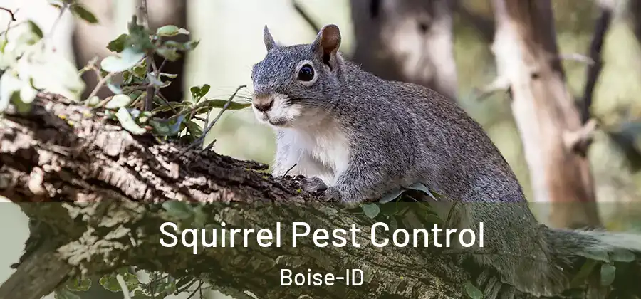  Squirrel Pest Control Boise-ID