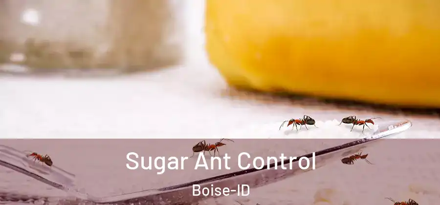  Sugar Ant Control Boise-ID