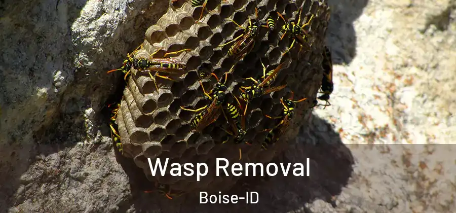  Wasp Removal Boise-ID