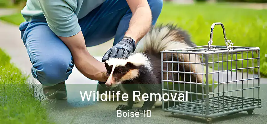  Wildlife Removal Boise-ID